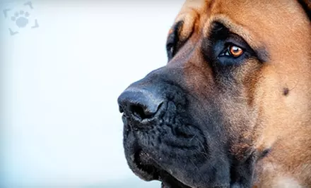 $79 for One Photography Session, One 11"x14" Print, and Two 8"x10" Prints from Nizhoni Pet Photography  - Primary Image