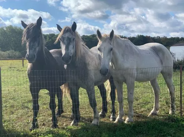 For One, Two, or Three People: One Hour Guided Trail Ride at Jim Thorpe Horse Adventures (Up to 24% Off) - Second Medium