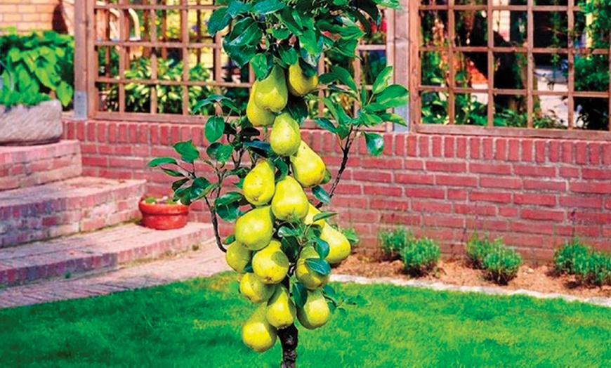 Image 5: Packung mit 6 Säulenobstbäume - Obstbaum - 80 CM hoch