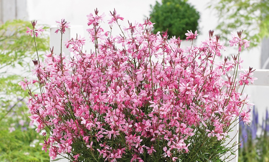 Image 4: Gaura Baby Butterfly Dark Pink 9cm Pot - One or Three Plants