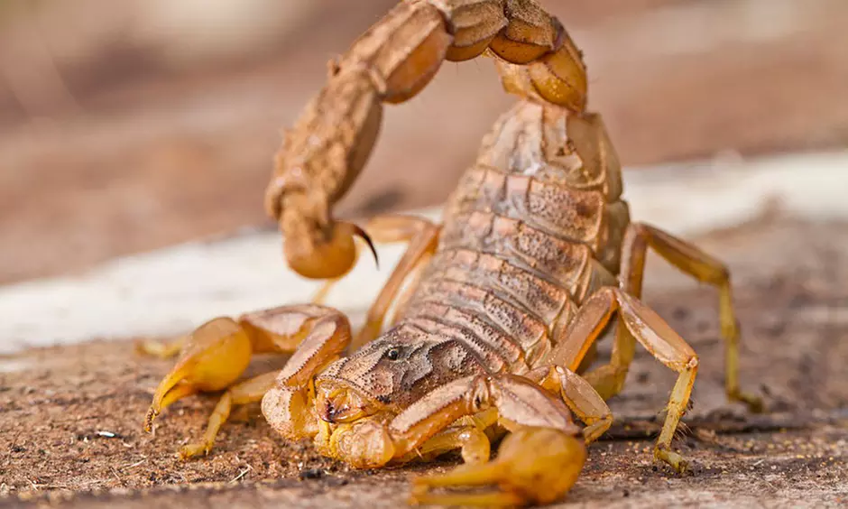 Up to 71% Off on Pest Control Service - General at True Guard Pest Management - Primary Image