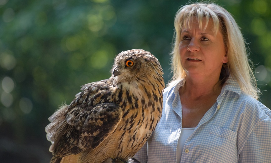 Image 4: Waldtour mit Greifvogel oder Eule