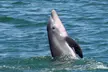2-Hour Sunset & Dolphin Eco Tour- Top Rated Experience in St Pete Beach, Gulfport, FL (Up to 27% Off) - Second Medium