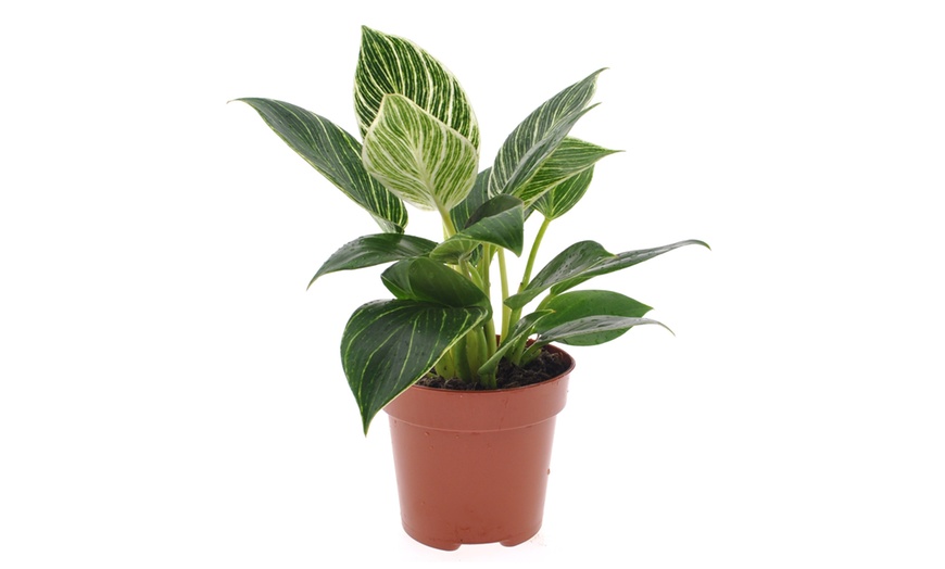 Image 4: 1 of 2 Philodendron White Wave planten