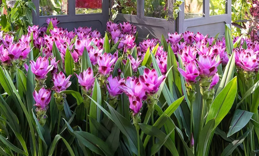 Image 1: 2 of 4 Curcuma Al Siam Splash planten