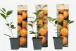 3x Calamodin- oder Zitronenbaum - Second Medium
