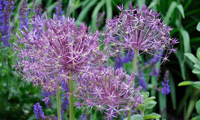 100 Sparkler Allium Bulbs | Groupon