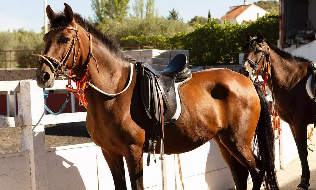 Paseo a caballo para 2 o 4 personas en Hípica Los Jarales