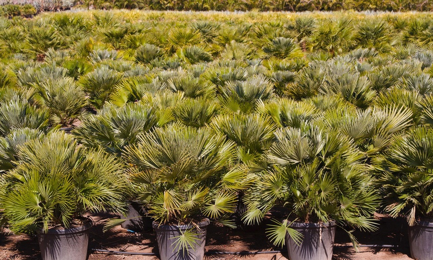 Image 4: Pair of Vulcano Palm Trees 3L