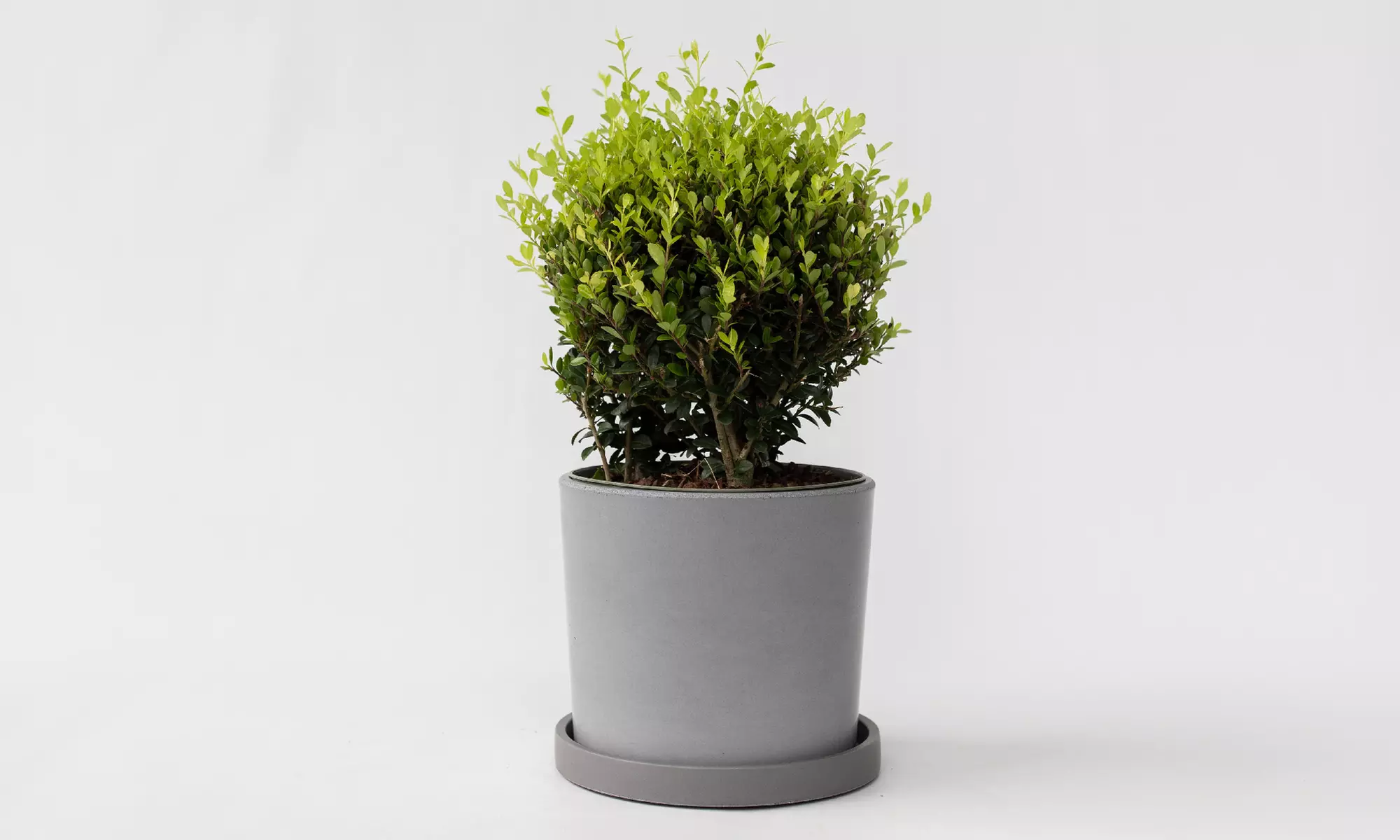 Houx Ilex Crenata de Rootz