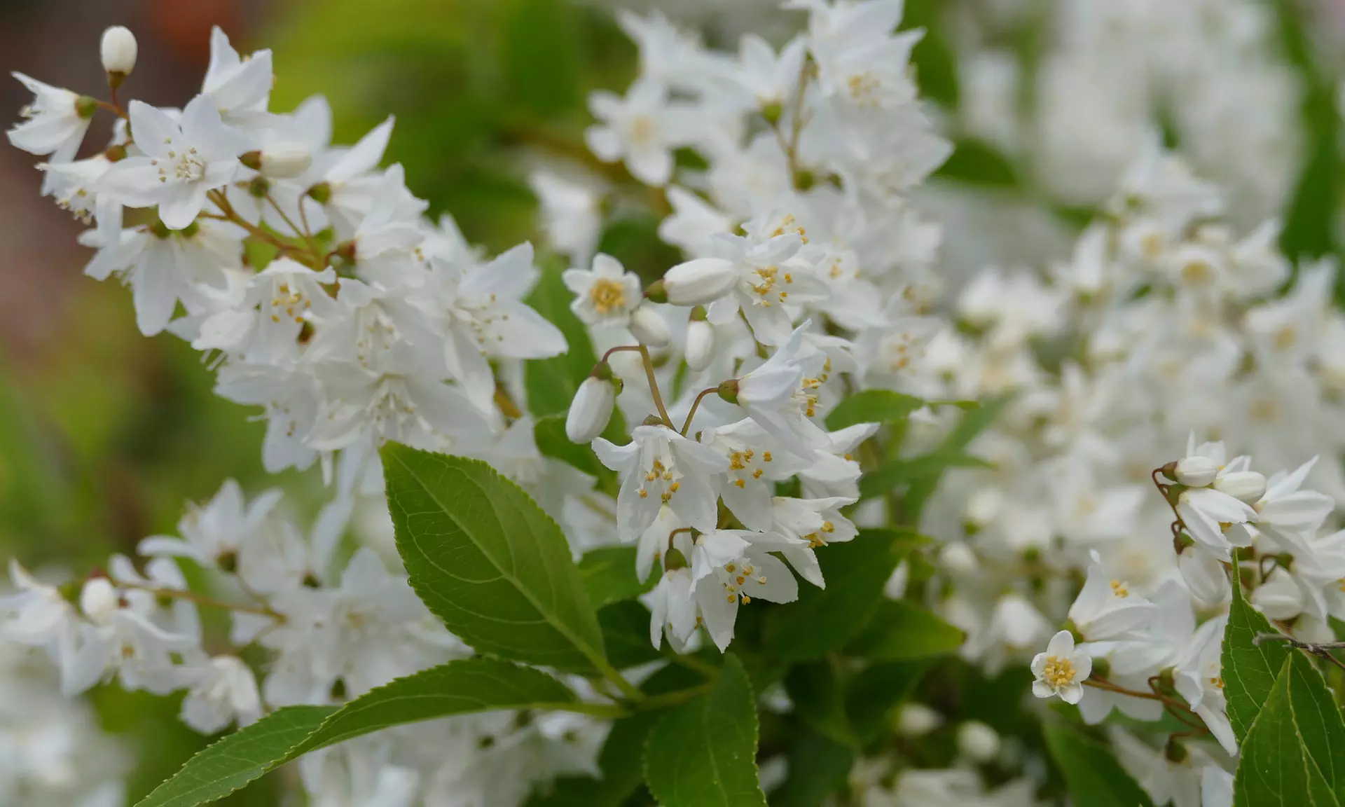 Lot de 4 ou 8 arbustes ornementaux XL différents