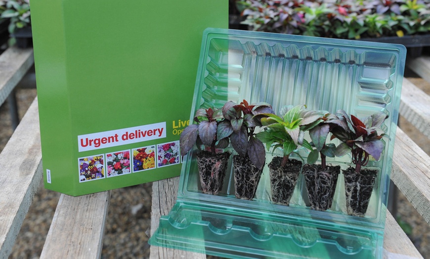 Image 6: Heucherella Trailing Collection -Three or Six Plants