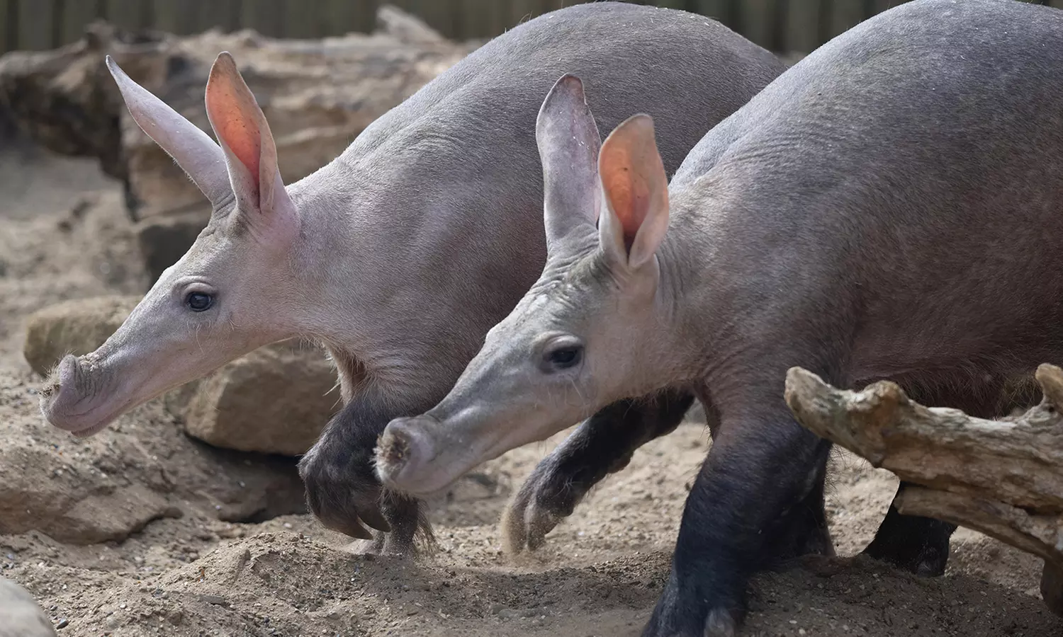 Experience Wild Africa: Lions, Rhinos & Conservation