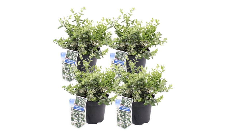 Image 5: Plante de jardin Euonymus fortunei 'Harlequin'