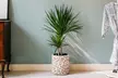 1 ou 2 plants de Dracaena Marginata 75-80 cm, pot inclus - Image 3