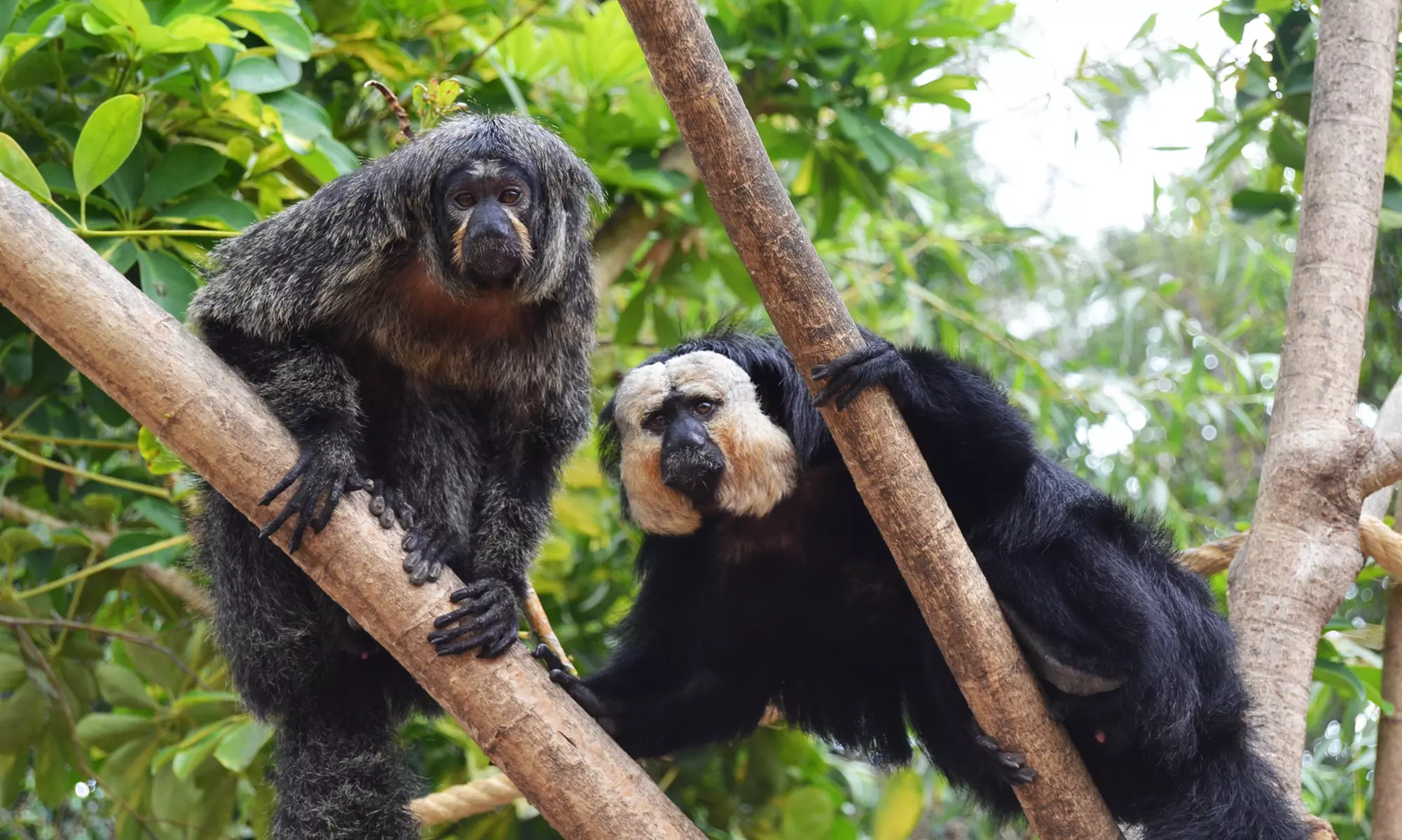 Entrada de día a elegir a Selwo Marina, Aventura y/o teleférico