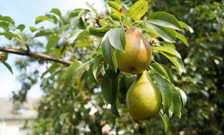 Image 5: Ensemble de 3 arbres fruitiers : pommier, poirier et cerisier doux