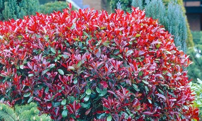 Photinia Red Robin Plants | Groupon Goods