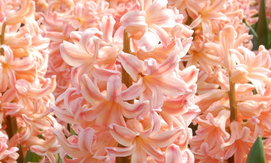 Image 2: Bis zu 40x Hyazinthen-Blumenzwiebel-Mischung