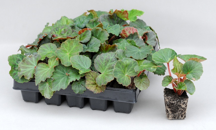 Image 13: Pack of 15 or 30 Begonia Garden Ready Plants