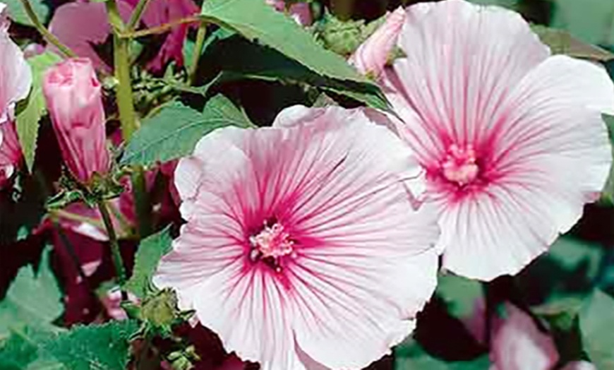 Image 3: Lavatera Blushing Bride - One, Three of Five Plants