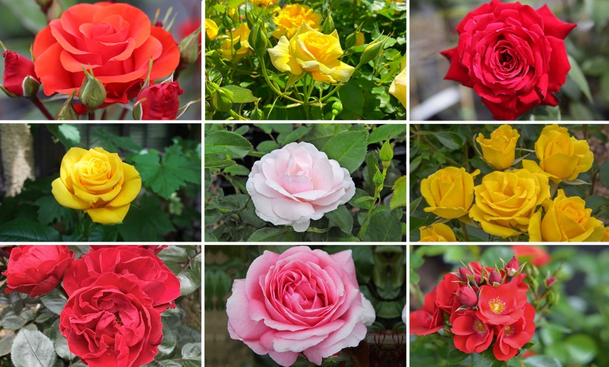 Image 1: Celebration Rose Bush Plants – 9 Varieties (1 Bare Root Plant)