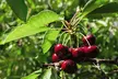 Mini Orchard Fruit Collection - Three Plants - Second Medium