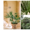 Image 1: 1 ou 2 plants de Chamaerops Humilis 