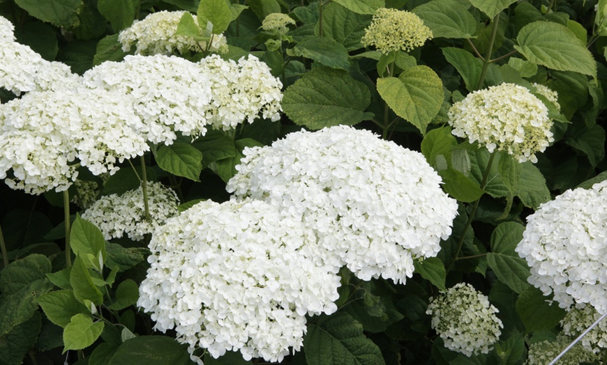 Image 6: One or Two Hydrangea  Annabelle Potted Plants