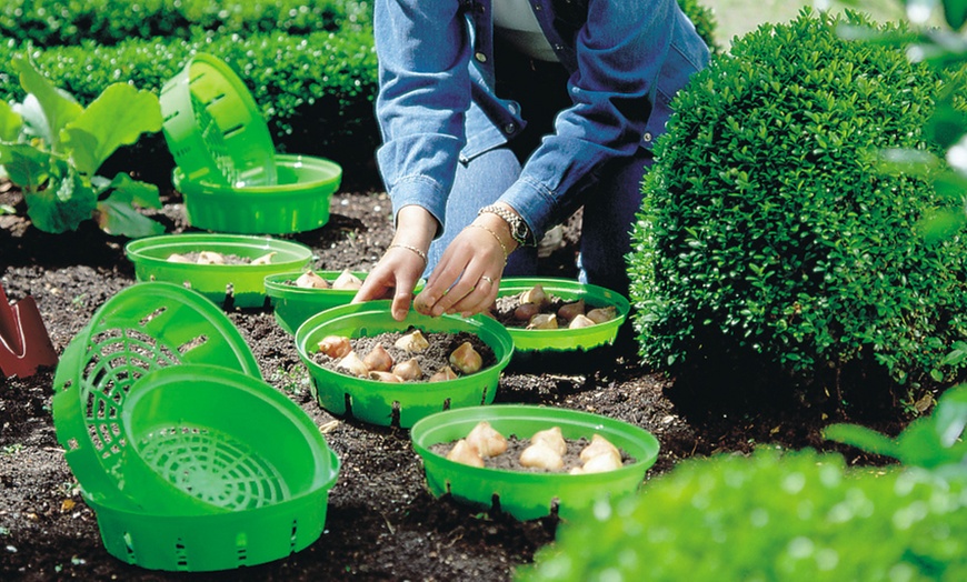 Image 2: Bulb Planting Baskets