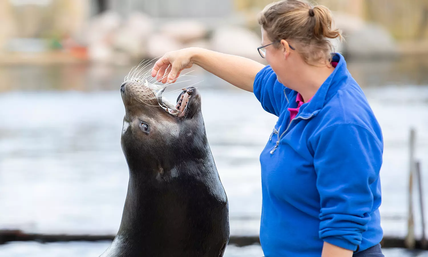 Einrittskarte "Dolfinarium" in Harderwijk, Niederlande für 1 Person