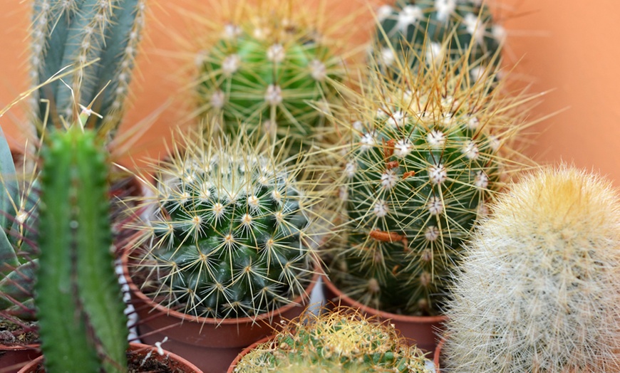 Image 3: Mini Cactus Collection