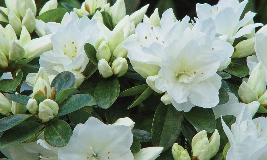 Image 7: Azalea Rainbow Collection Plants