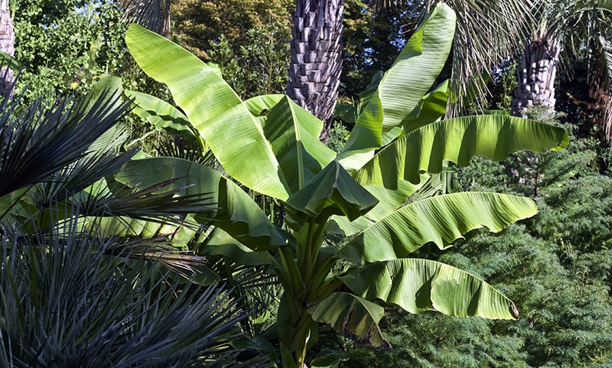 Image 3: Potted Outdoor Banana Plants
