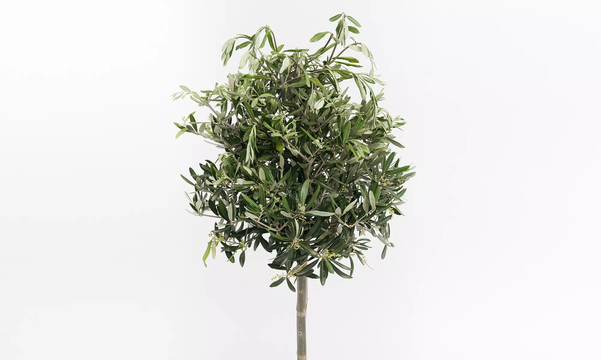 1x oder 2x winterharter Olivenbaum