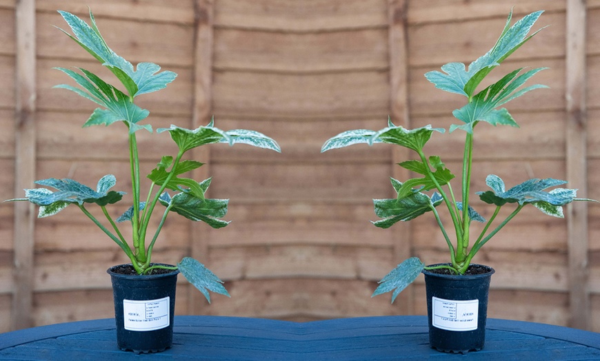 Image 7: Fatsia japonica Camouflage Evergreen Tropical Foliage