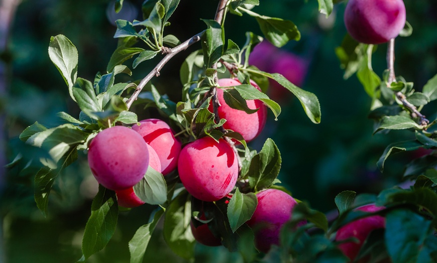 Image 1: Set van 3 Opal Pruim' fruitbomen