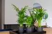 Assortiment de 4 plantes d'intérieur purificatrices d'air, livrées avec pot - Image 2