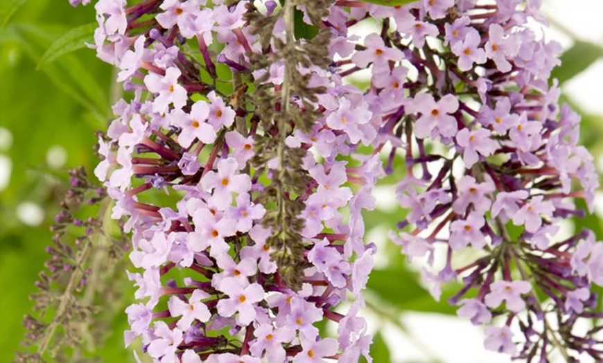 Image 1: Wisteria Lane Butterfly Bush