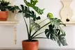 One or Two XL Monstera Deliciosa Plants - Image 2