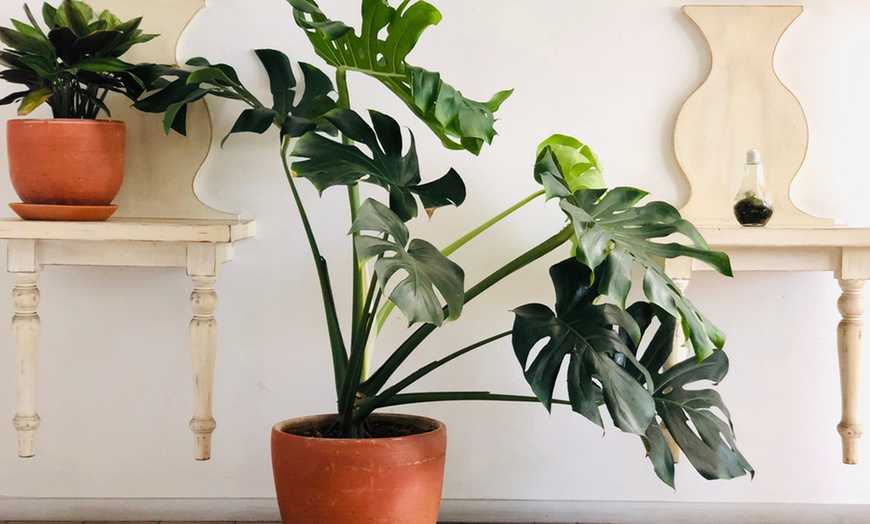 Image 2: XL Monstera Deliciosa Plant