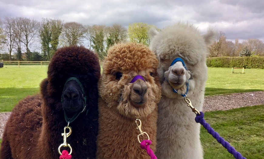 Image 1: Two-Hour Alpaca Trek for Two