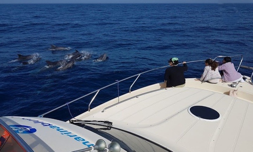Image 4: Excursión de 2 horas en yate exclusivo para ver ballenas y delfines 