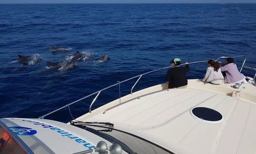 Image 4: Paseo en yate de 2 horas por el Estrecho para ver ballenas y delfines