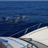 Image 4: Excursión de 2 horas en yate exclusivo para ver ballenas y delfines 