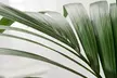 1 o 2 palme Kentia da appartamento con vaso incluso - Image 7
