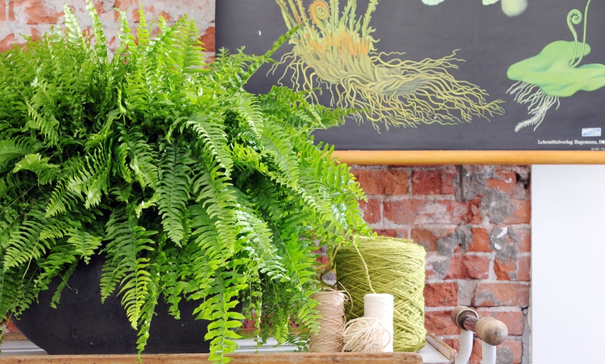 Image 2: 4 or 8 Air-Purifying Fern Plants