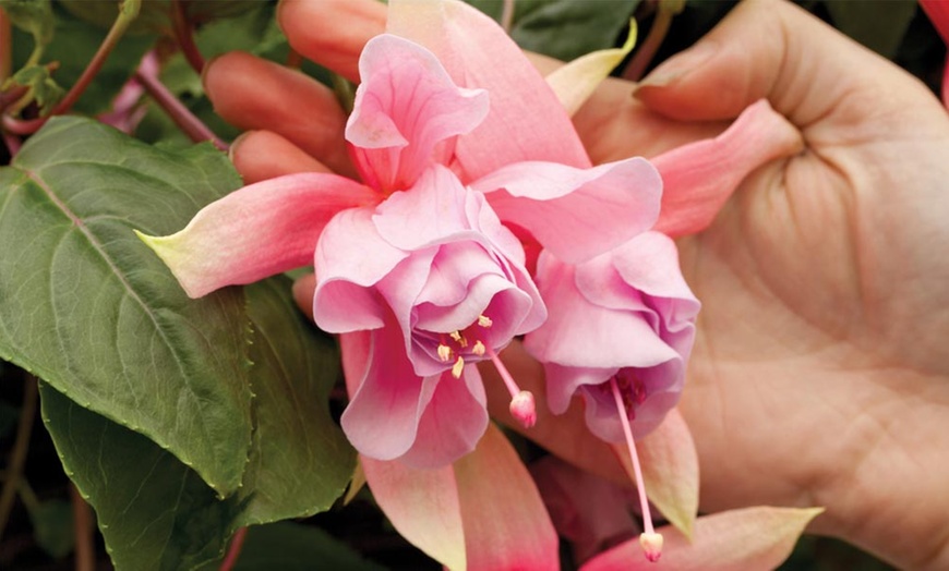 Image 3: Fuchsia 'Pink Elephant' Plants