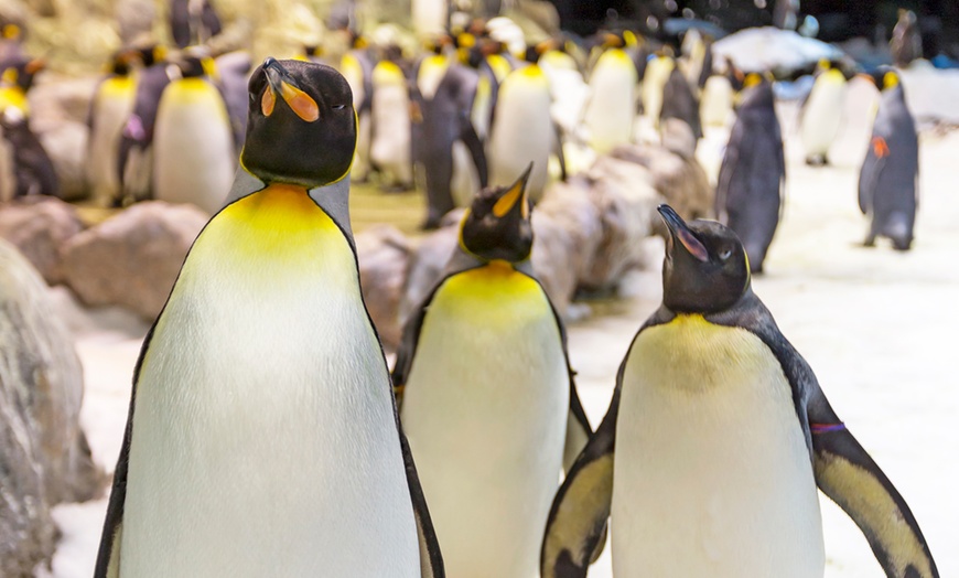 Image 6: ¡Descubre la aventura salvaje en Loro Parque!