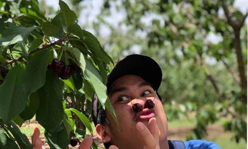 Image 4: Orange, NSW: One-Day Cherry Picking Tour